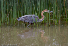 Purpurreiher (7 von 12).jpg